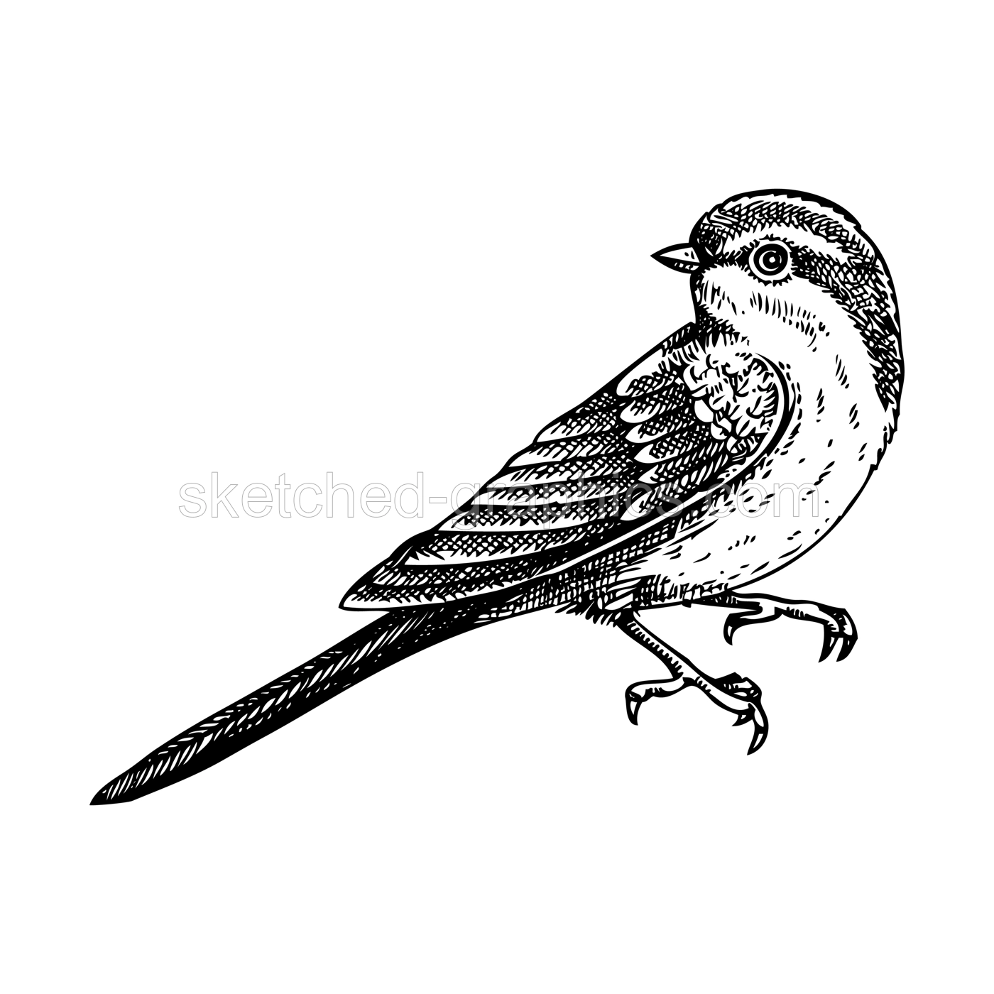 Decorative swallow bird sketch. Hand drawn vector illustration. Vintage swift bird. NOT AI generated Illustration